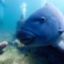 Sydneys Friendly Blue Groper.