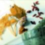 Herbal Treatments