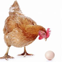 Alstonville Poultry Farm