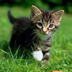 Ambergate Cat Hostel
