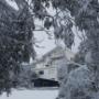 Attunga Alpine Lodge in the Trees