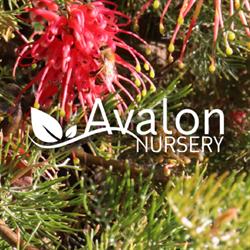 Avalon Nursery