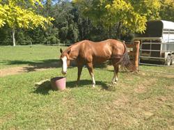 Bellarimbah Horse Agistment Pty Ltd