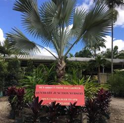 Benaraby Junction Nursery