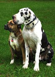 Blue Cross Animal Services
