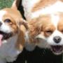 Pet Minding Baxter