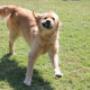 Luxury Kennel Baxter
