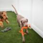 Doggy Day Care Baxter