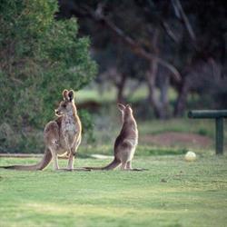 Broken Hill Golf & Country Club Ltd