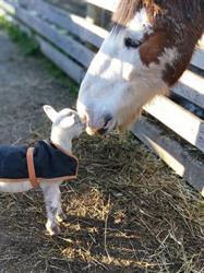 Bundoora Park Farm