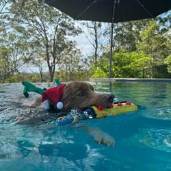 Campisi Wingham Pet Motel