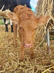 Chesterfield Farm- PLEASE PRE PURCHASE TICKETS