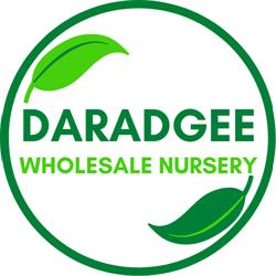 Daradgee Wholesale Nursery