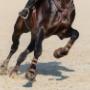 Horse arenas