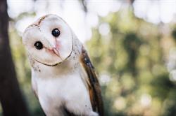 Capes Raptor Centre