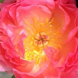 Flowers Of Adelaide