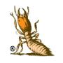 Trademark Termite