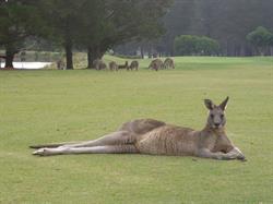 Gisborne Golf Club