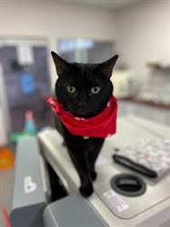 Gladesville Veterinary Hospital