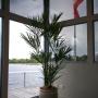 Areca 2.2m