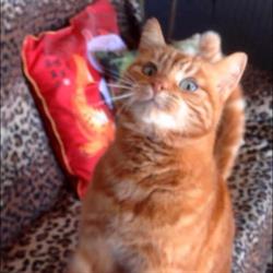 Happy Cats Boarding Cattery