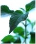 Natural Healing Centre