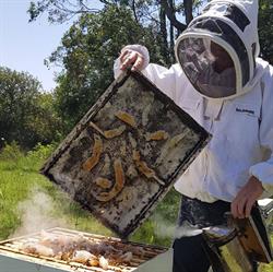 The Honey Place Urunga