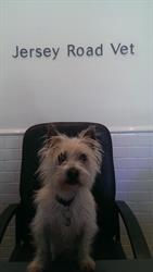 Jersey Road Veterinary Hospital