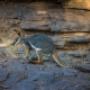 YELLOW FOOTED ROCK WALLABY FLINDERS RANGES