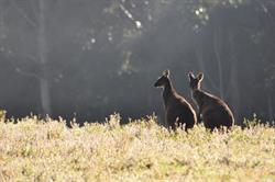 Karri Valley Chalets