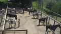 Long Weekend Riding Camps