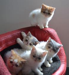 Koroit Pet Resort