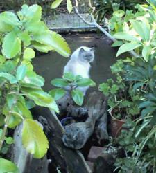 Larrakeyah Cattery