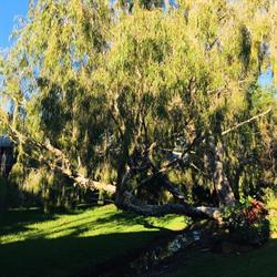 Laurel Springs Retirement Village