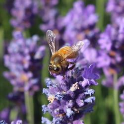 Lavender House Perfumery