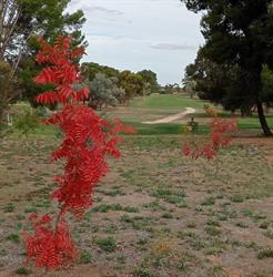 Loxton Golf Club Inc