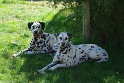 Mount Barker Veterinary Clinic