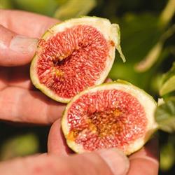 Perry's Fruit & Nut Nursery