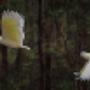 Sulphur crested Cockatoo Flight Sequence