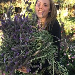 Pottique Lavender