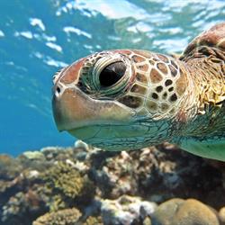 Pro-Dive Cairns