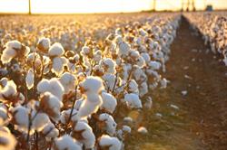 Queensland Cotton Corporation Ltd (Newstead Qld)