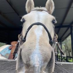 Sahara Horse Trails