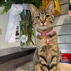Salisbury Veterinary Clinic & Surgery (Salisbury S