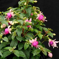 Scotsburn Nurseries