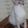 Antalya, Choc Tabby Point Siamese Female
