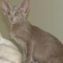 Lilac Oriental For Sale