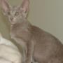 Lilac Oriental For Sale