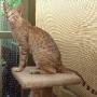 Lothario, Choc Spotted Tabby Oriental