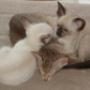 Tia Kittens
